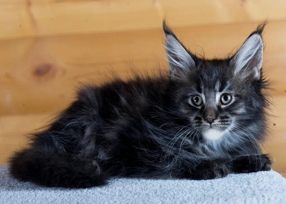 Кошка мейн кун. Коты мейн куны серебро. Палевый мейн кун. Котята породы мейн кун. Котята мейн куна серые.