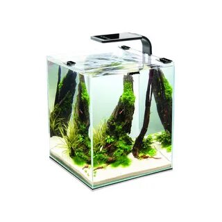 Aquael plant
