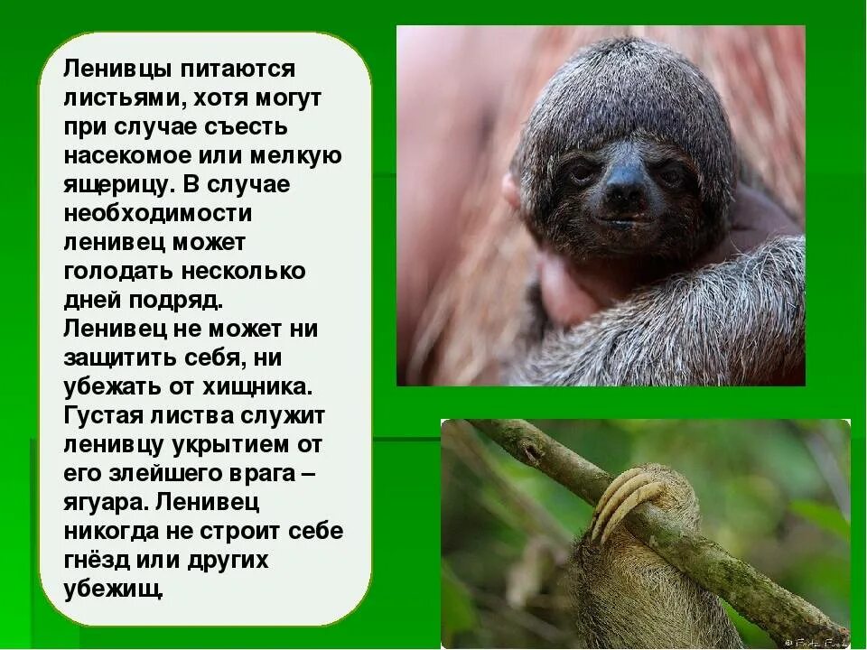 Где обитает ленивец на каком материке. Двупалый Ленивец из Южной Америки. Рассказ о Ленивце. Ленивец таксономия. Ленивец презентация.