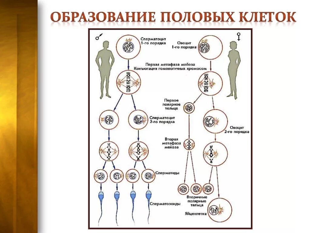 Какие половые клетки образуются в пыльнике. Образование половых клеток. Образование мужских и женских половых клеток. Формирование мужских и женских половых клеток. Процесс образования половых клеток человека.