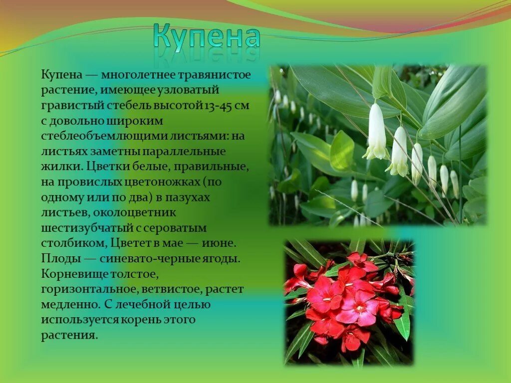 Выберите растение имеющее цветки. Купена ядовитая. купена растение. купена душистая ядовитое растение. купена многолетнее растение.