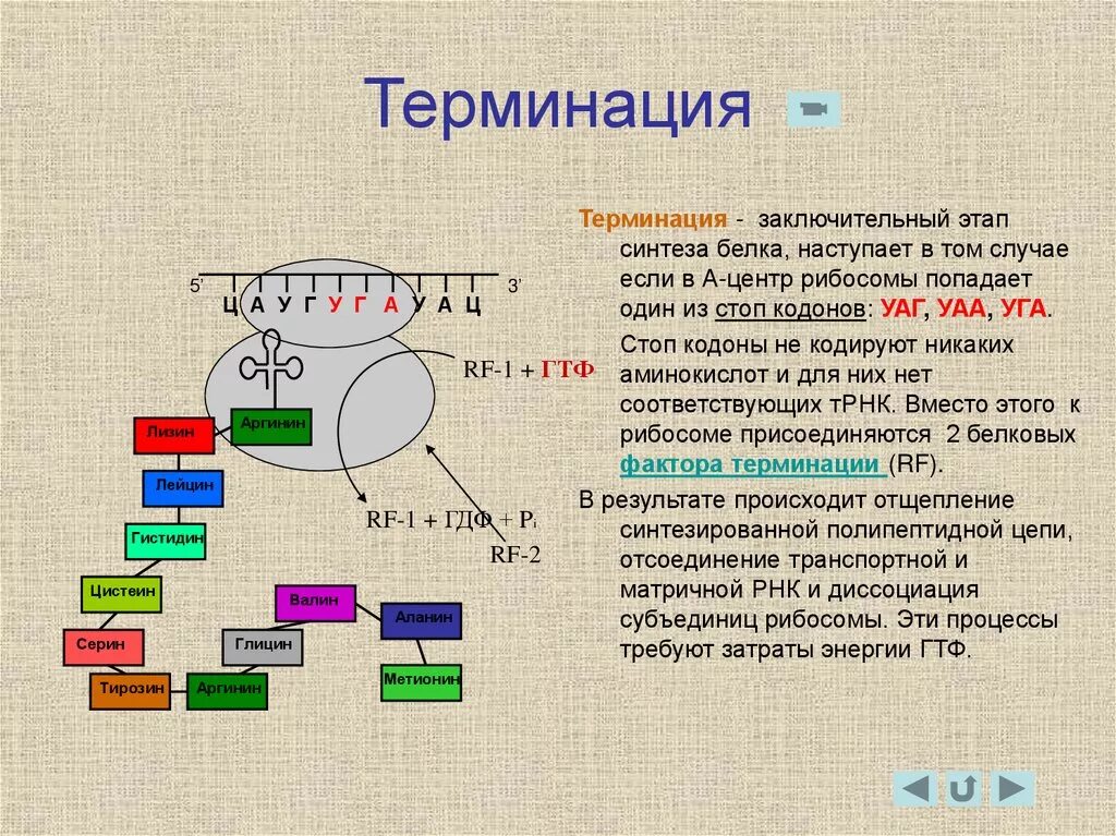 Рибосомы синтезируют полипептиды. Стоп кодон Синтез белка. Синтез белк а ерминация. Терминация Биосинтез белка. Биосинтез белка трансляция терминация.