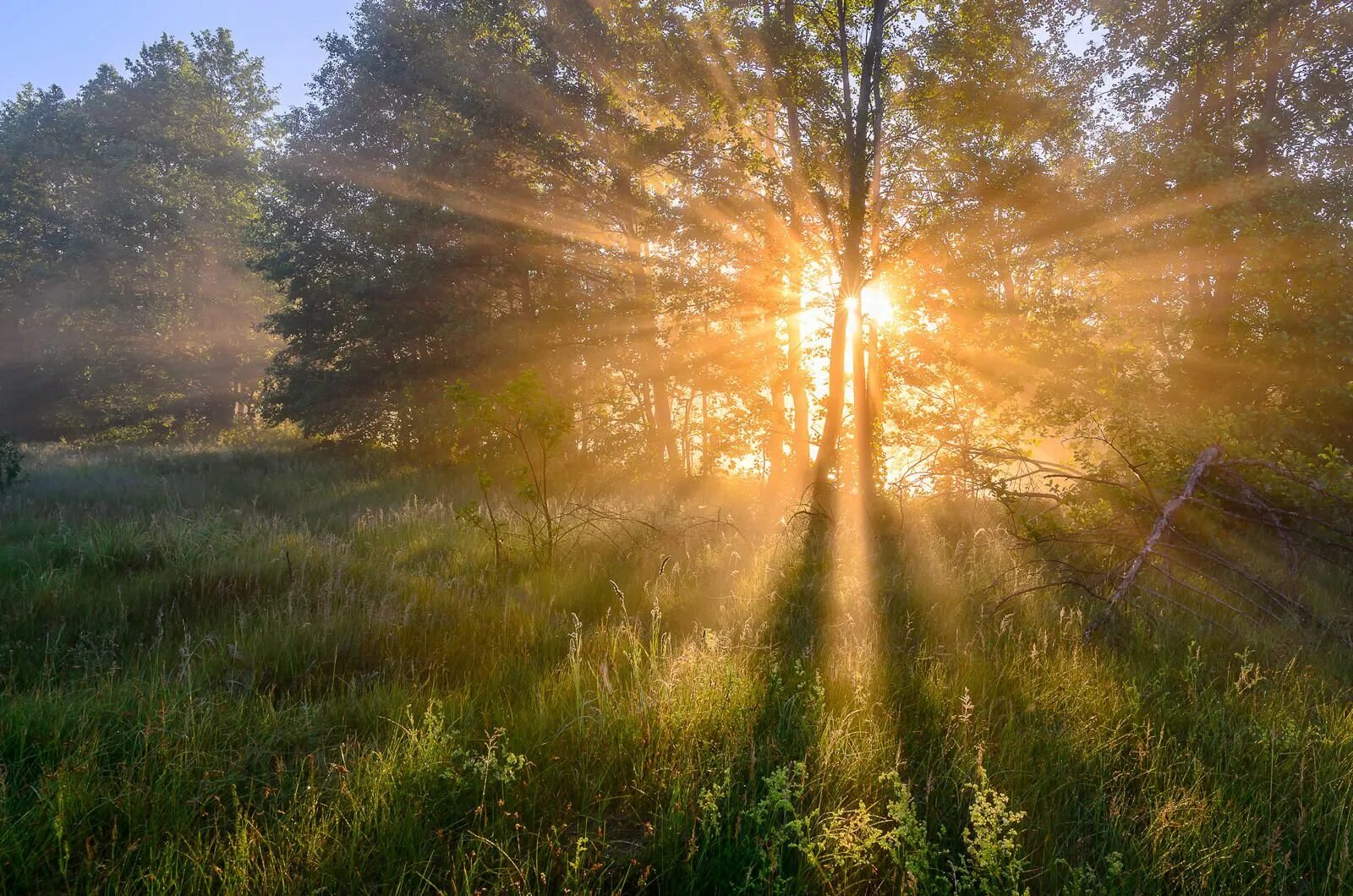 Запуталось солнце. Природа солнце. Утро солнце. Лучи солнца. Рассвет солнца.