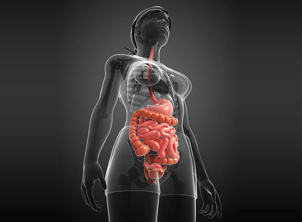 Анатомия кишечника женщины. Анатомия человека кишечник у женщин. Расположение кишечника в организме.