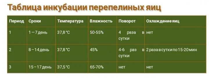 Сколько инкубируются яйца. Таблица вывода перепелов в инкубаторе в домашних условиях. Таблица инкубации перепелиных яиц. Температура в инкубаторе для перепелов таблица. График инкубации перепелиных яиц таблица.