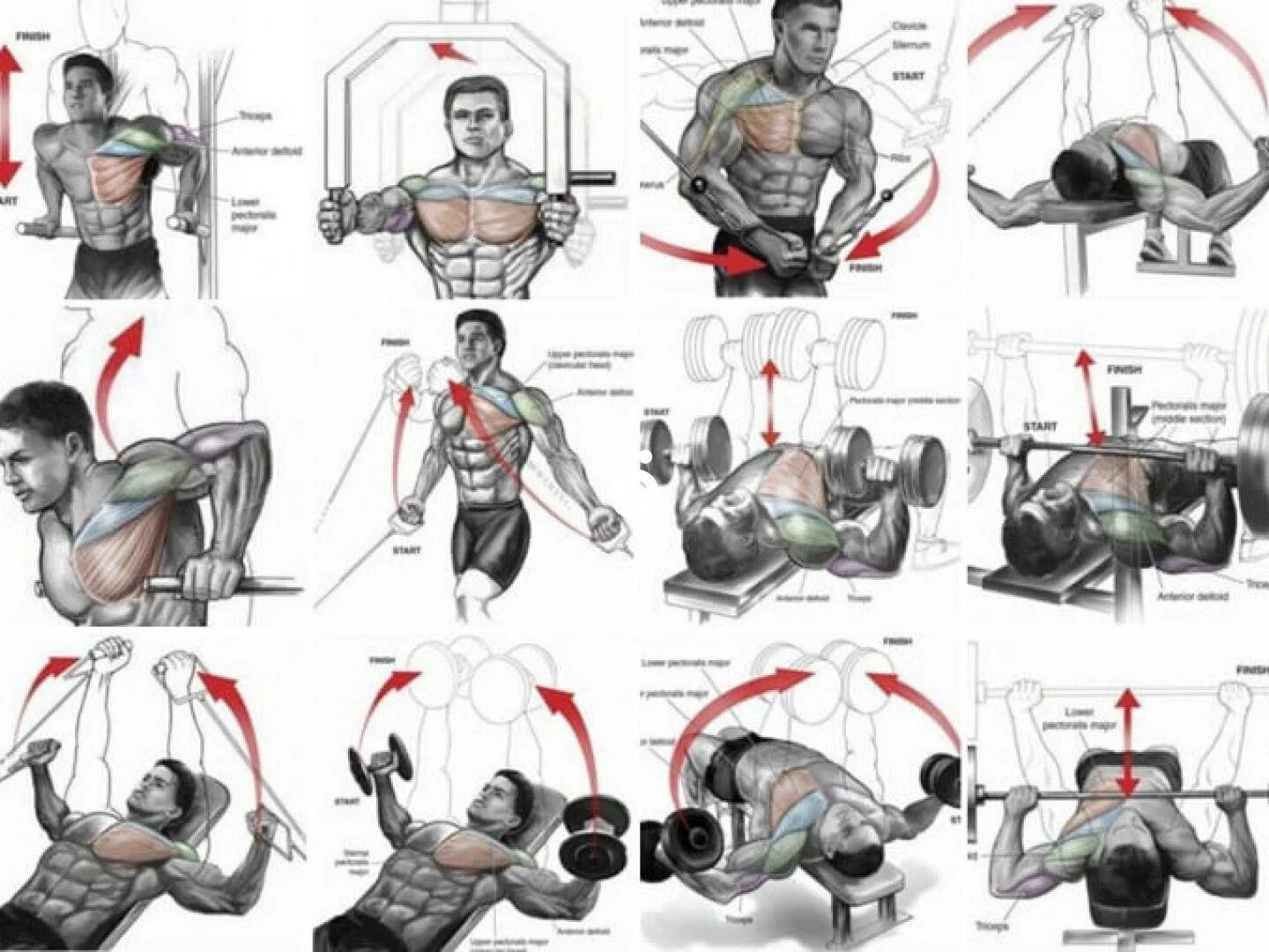 Упражнения в зале для грудных мышц мужчин. Упражнения на грудные мышцы в тренажерном зале. Упражнения для тренировки грудных мышц в тренажёрном зале для. Тренировка грудных мышц в тренажерном зале для мужчин. Упражнения для прокачки грудных мышц в тренажерном зале.