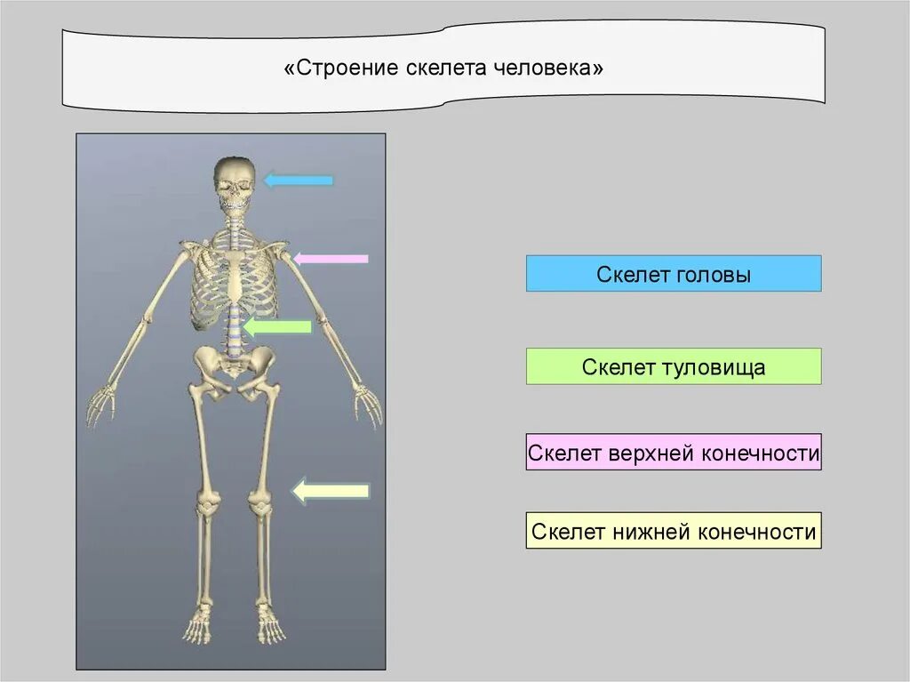 Какие типы скелета. Строение скелета человека. Тема урока скелет человека. Строение отделов скелета человека. Скелет для урока биологии.