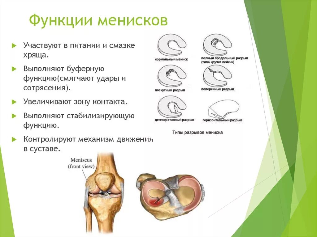 Повреждение менисков левого коленного сустава. Строение мениска коленного сустава анатомия. Повреждение мениска коленного сустава. Функции мениска в коленном суставе. Коленный мениск анатомия.