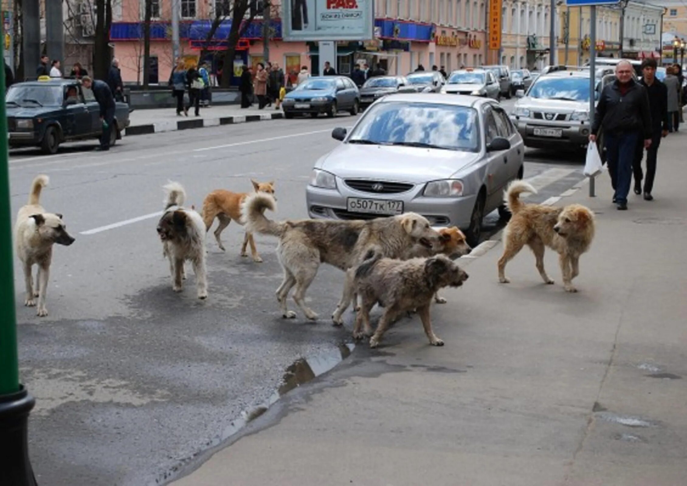 Собак где сейчас. Бездомные собаки. Бродячие собаки в городе. Стаи собак в городе. Стаи бездомных собак в городе.