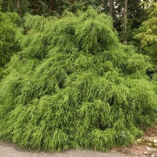 Кипарис горохоплодный филифера