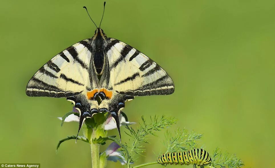 Butterfly does