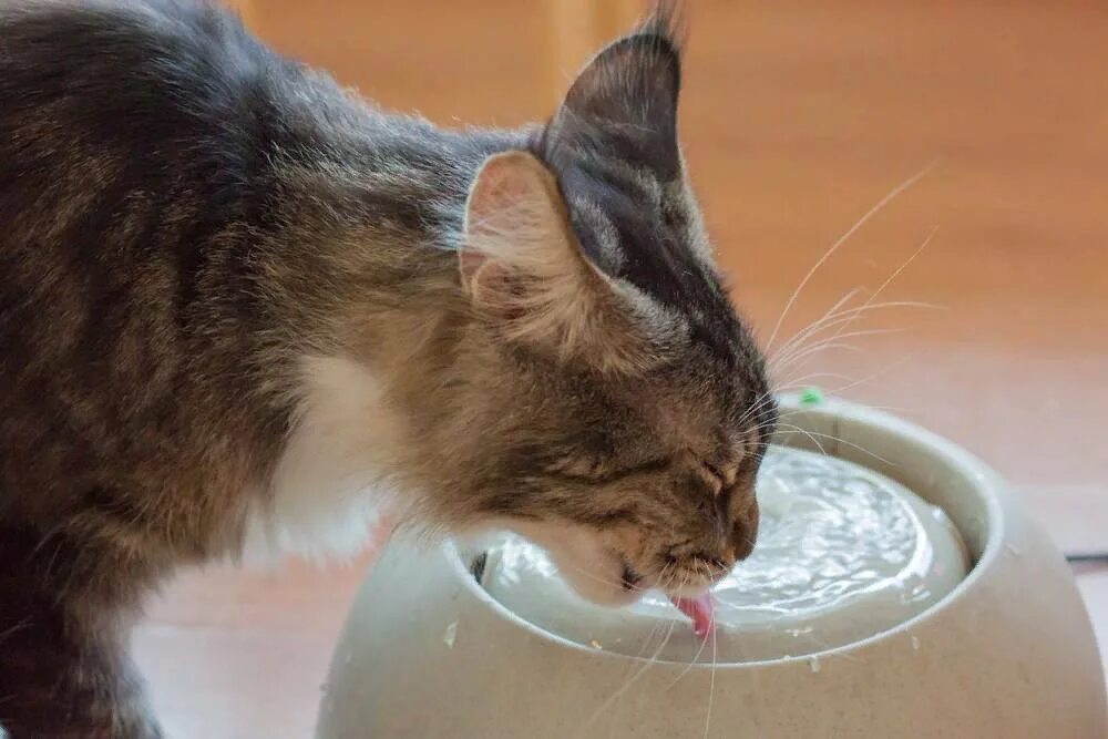 Кошка часто пьет воду. Кошка пьет. Кошка лакает воду. Питье для кошек. Котик пьет воду.