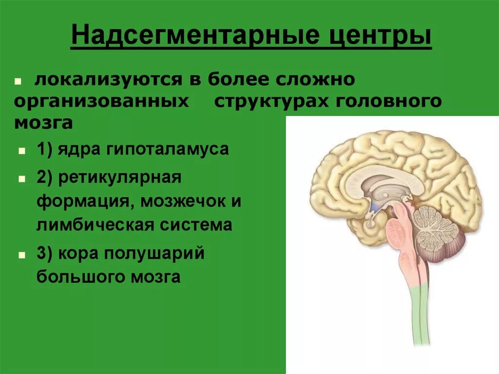 Надсегментарные вегетативные центры. Надсегментарные центры ствола. Нервные центры, сегментарные и надсегментарные. Надсегментарные центры ствола головного мозга. Правильная последовательность расположения отделов ствола головного мозга