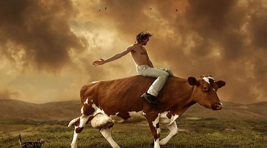 Корова спит. Сон быть коровой. Коровы во сне. Корове снится сон. Сон быть коровой.