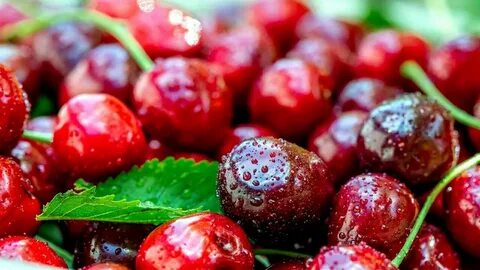 Главная вишня