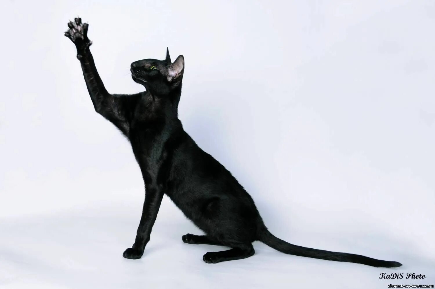 Длинный кот порода. Ориентальная кошка. Ориентальная короткошерстная кошка. Ориентальная кошка черная. Ориентальная кошка эбони.