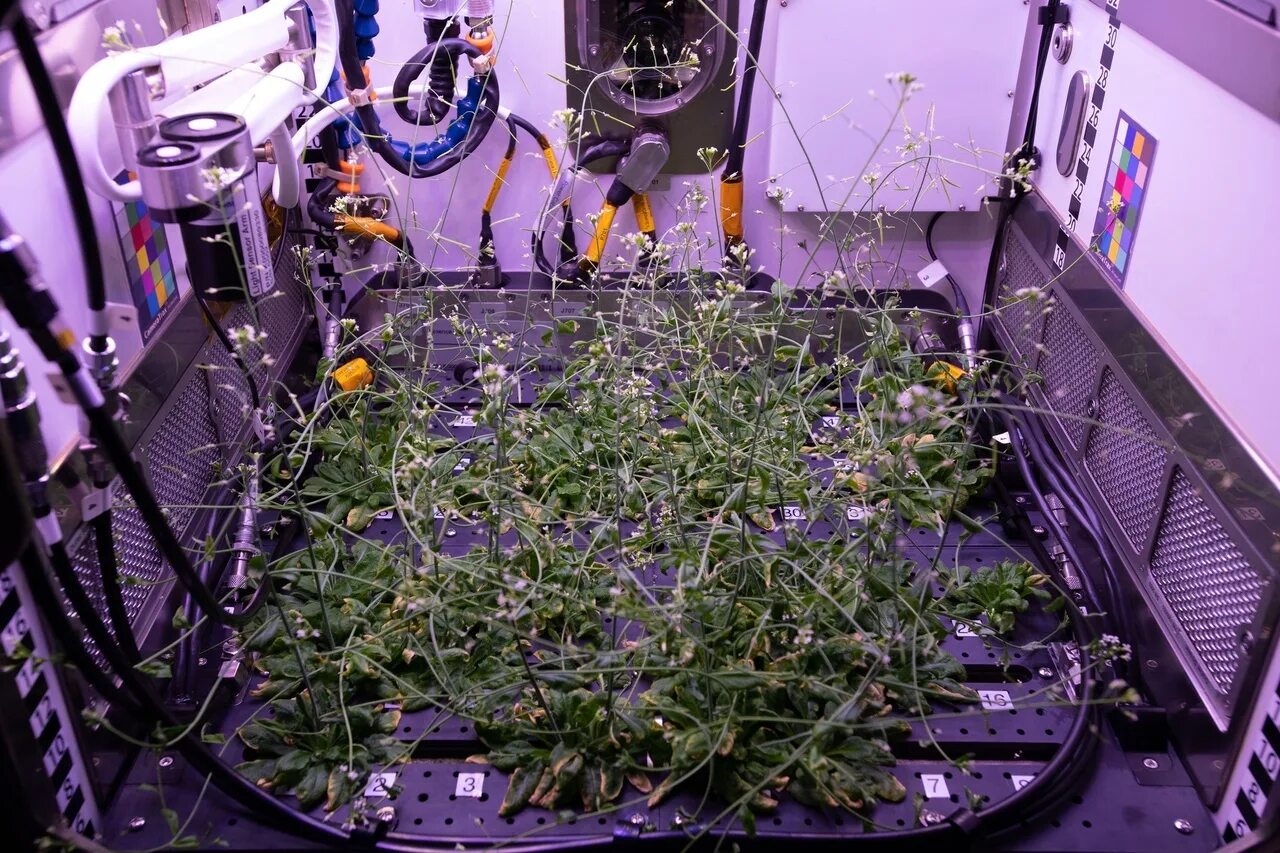 Какой овощ первый вырастили в космосе. Оранжерея Veggie МКС. Арабидопсис растение в космосе. Арабидопсис салют 7. Арабидопсис на МКС.