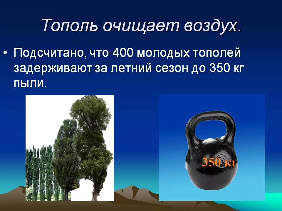 Деревья очищающие воздух в городе. Тополь очищает воздух. Деревья для очистки воздуха. Очищение воздуха деревьями. Деревья лучше очищающие воздух