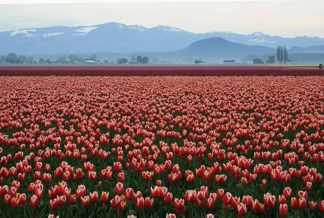Где находится тюльпановое поле. Долина Скагит штат Вашингтон. Долина тюльпанов Калмыкия. Поля тюльпанов Долины Скагит, Вашингтон. Калмыкия тюльпановые поля.