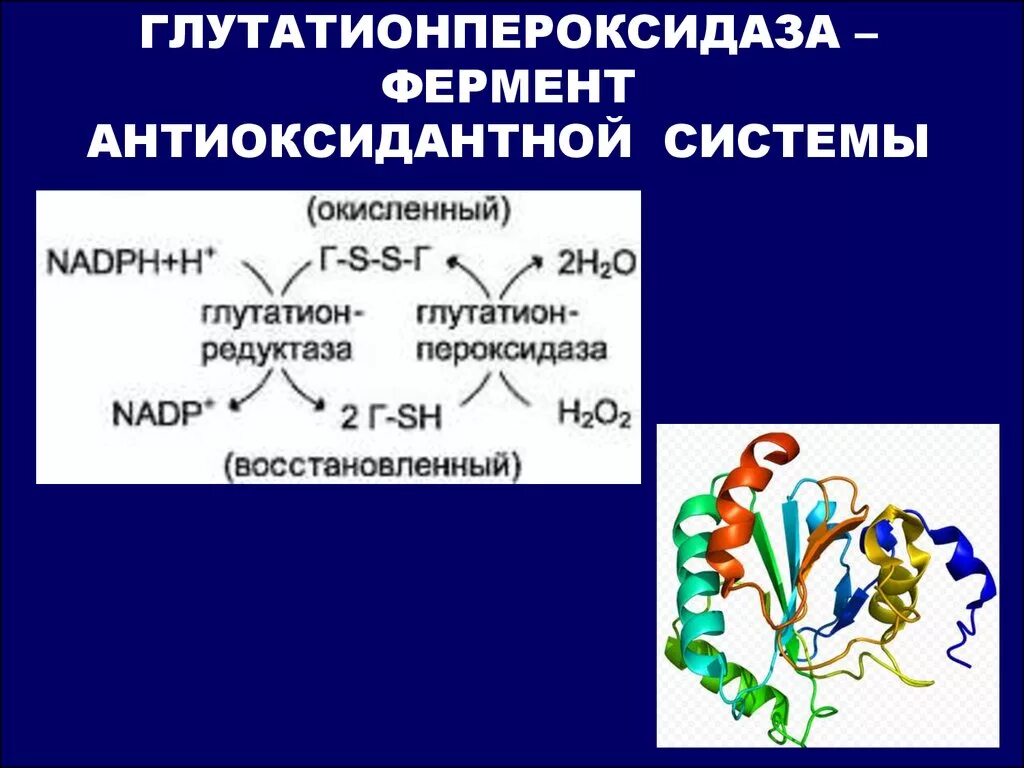 Глутатион пероксидаза. Глутаионпероксидаза Ферент. Фермент глутатионпероксидаза:. Глутатионпероксидаза катализирует.