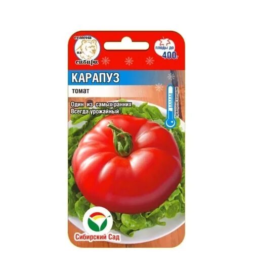 Сорт томатов пузо карапуза