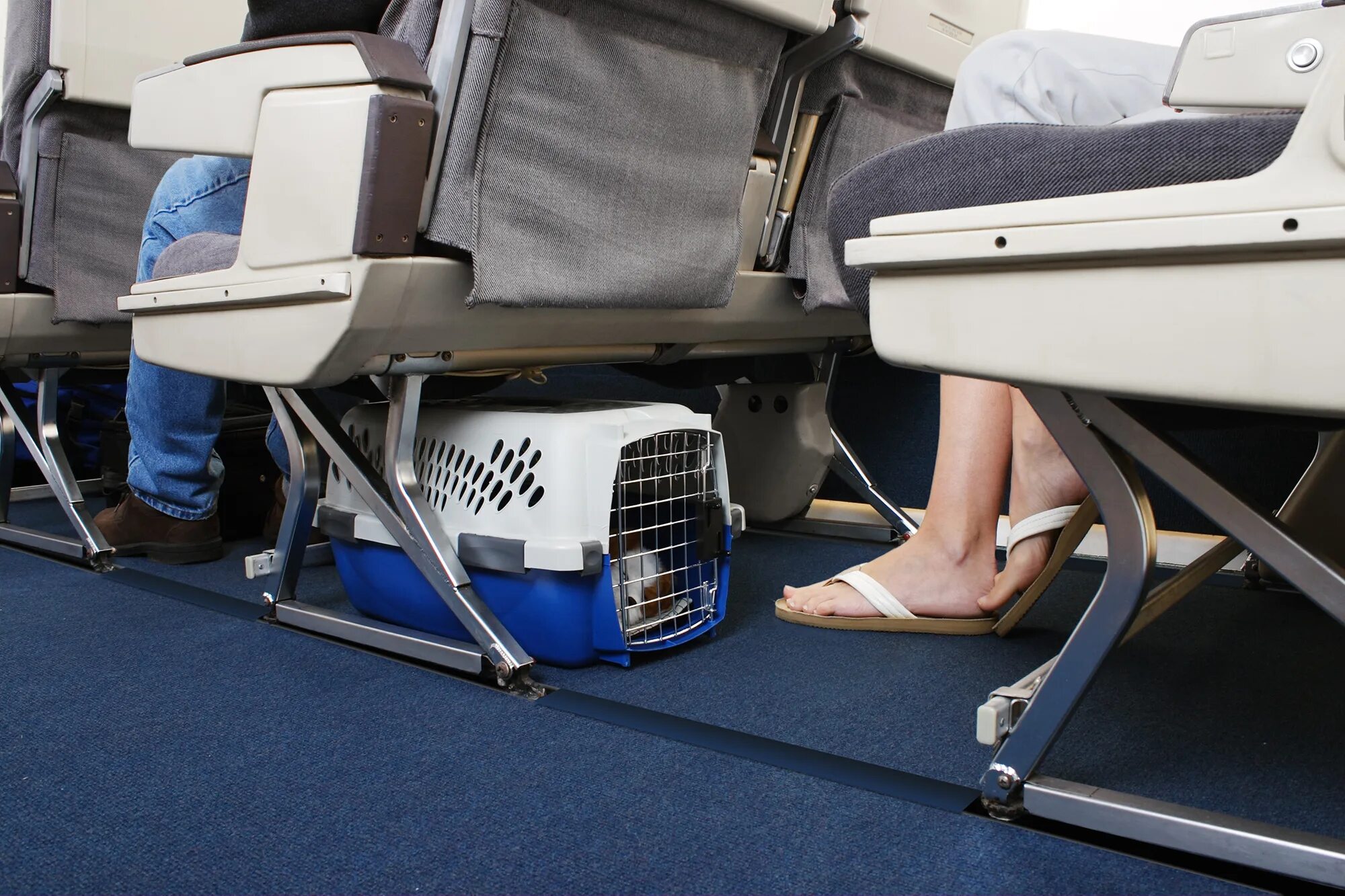 Победа перевозка животных. Животные в салоне самолета. Переноска под сиденье самолета. Провоз животных в самолете. Собака в салоне самолета.