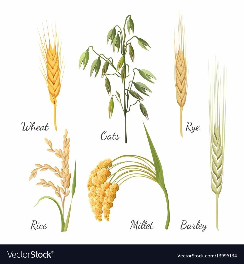 Овес пшеница рожь пшеница рис. Зерно, злаки(просо, рожь, ячмень, овес).. Просо рис овес рис. Рис овес ячмень пшеница. Строение цветка овес