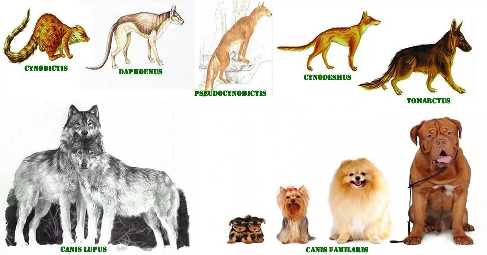 Предки собак. Эволюция собак. Происхождение пород собак. Предки современных собак. Собаки произошли от волков