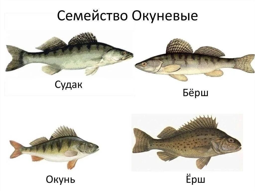 К какому классу относится судак. Судак ерш берш семейство. различия судак берш окунь. бёрш и судак отличия. окунь и ерш отличия.