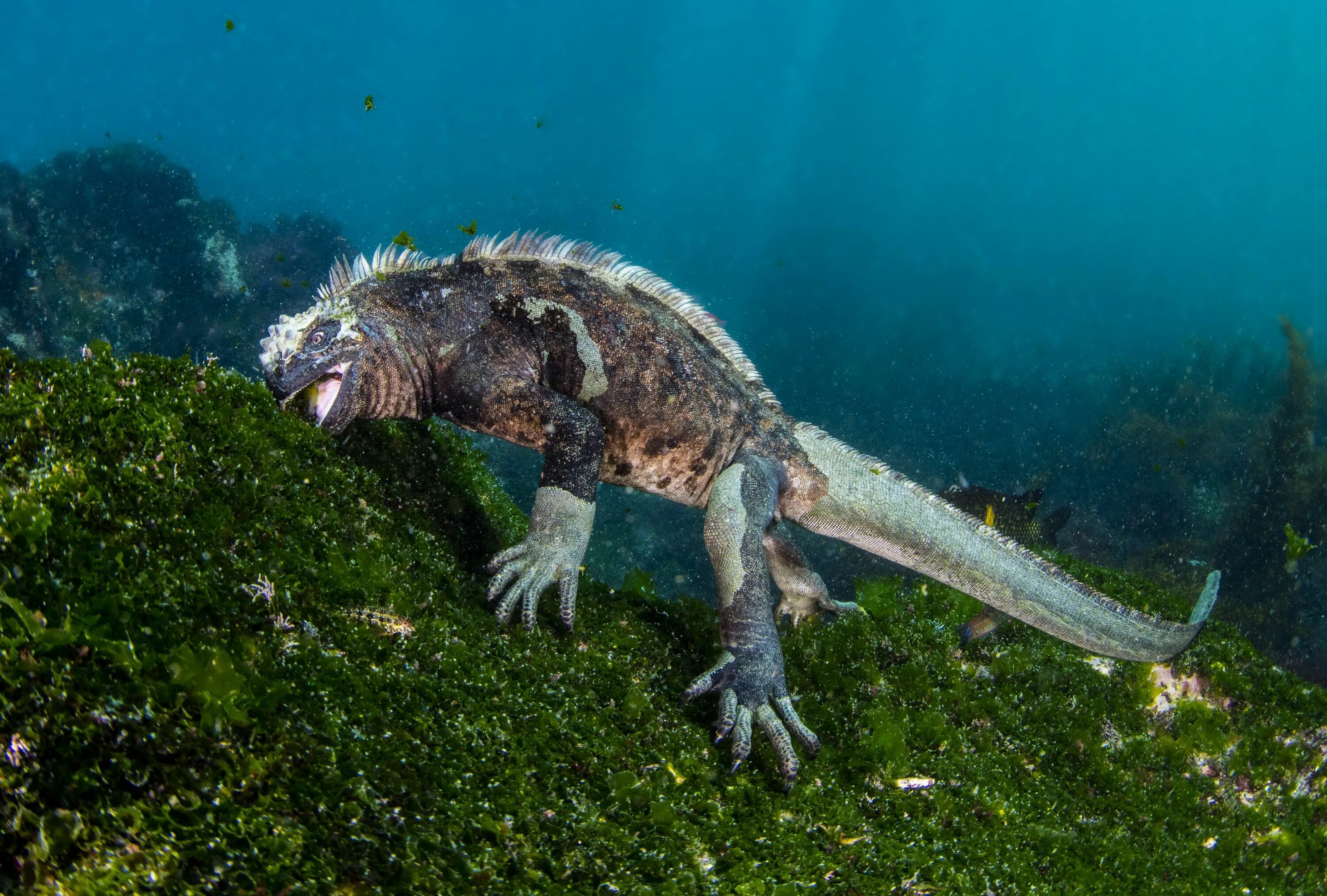 Морская игуана Галапагосские острова. Галапагосская морская ящерица. Галапагосские водные игуаны. Игуана Голополосов.