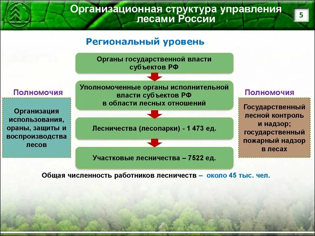 Структура государственного управления лесами в РФ. Организационная структура управления лесами России. Структура лесного хозяйства РФ. Структура управления лесным хозяйством РФ.