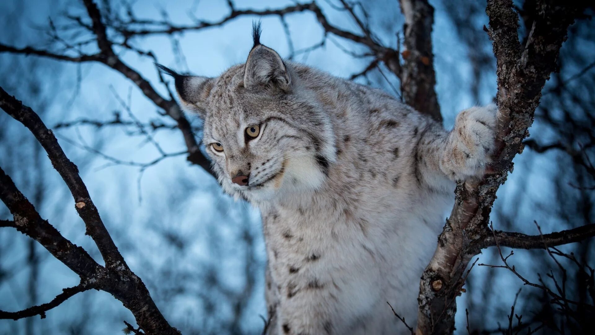Рысь Линкс. Рысь (Lynx Lynx) в дикой природе. Рысь Лесная кошка. Сибирская Рысь. Фон рыси