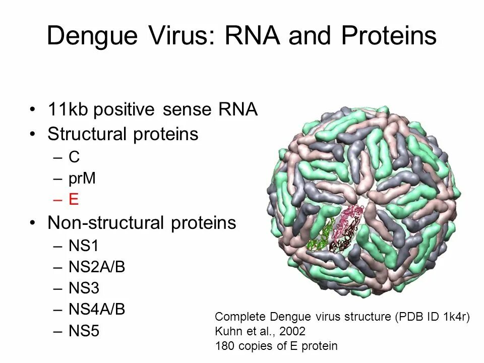 Вирус Денге строение вируса. Структура вируса Денге. Dengue virus строение. Вирус Денге строение.