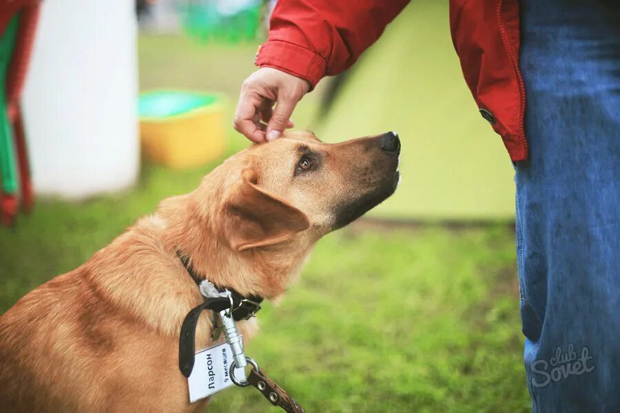 План помощи животным. Волонтеры с собаками. Помощь животным. Волонтерство животных. Благотворительность собакам.