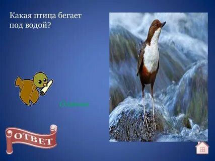 Какая ты птица