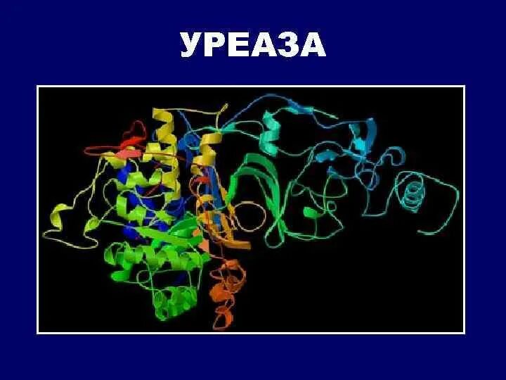 Фермент уреаза. Уреаза. Уреаза фермент. Уреаза структура. Уреаза формула структурная.