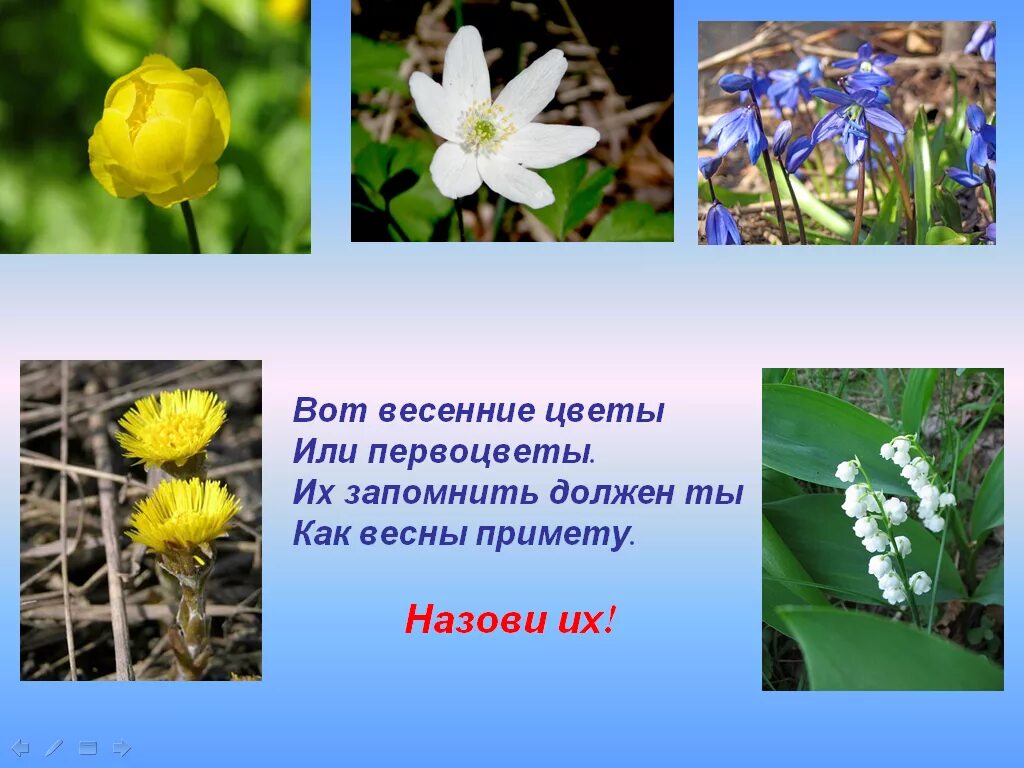 Весенние цветы названия. Первоцвет весенний. Весенние цветы занесенные в красную. Весенние цветы первоцветы.