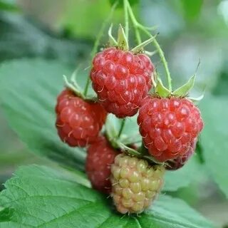 Малина сорт новость описание