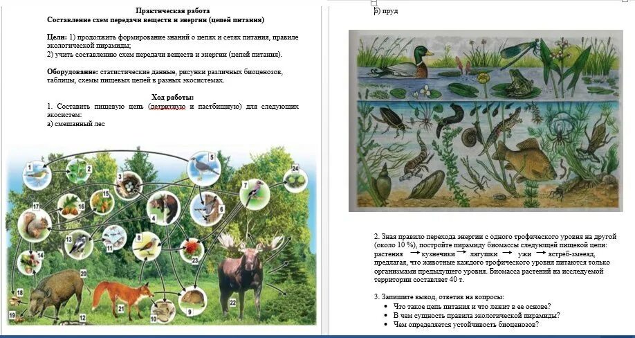 Составление схем передачи веществ и энергии цепей питания. Составление схем передачи веществ и энергии 2 задание. Практическая работа составление схем передачи веществ. Вывод к лабораторной работе с цепями питания.