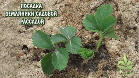 Клубника после картофеля
