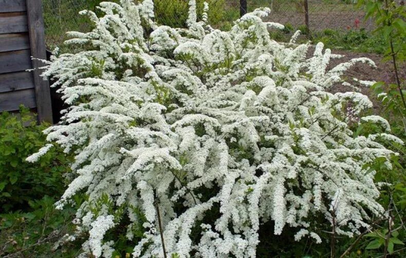 Бересклет крылатый компактус euonymus alatus compactus. Ракитник golden sunlight. Декоративный кустарник семейства. Барбарис тунберга. Дерен компактус.