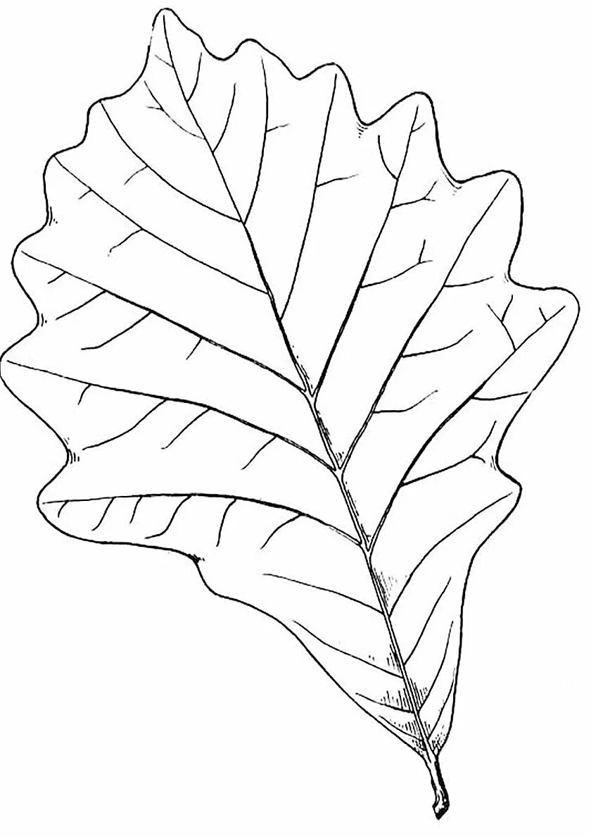 Картинки листьев раскраски. Раскраска листья деревьев для детей. Листья раскраска. Картинки листьев раскраски. Листья деревьев раскраска.