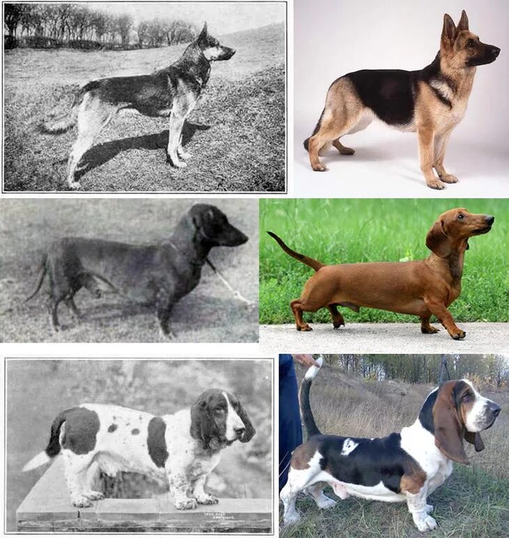 Разновидности собак. Селекция собак. Средняя порода собак. Эволюция пород собак.