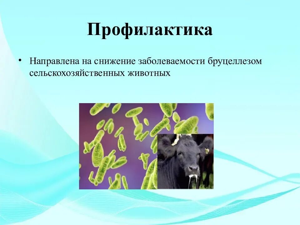 Бруцеллез что симптомы и причины у людей. Зоонозные инфекции бруцеллез. бруцеллёз это кишечная инфекция. бруцеллез антропозооноз.