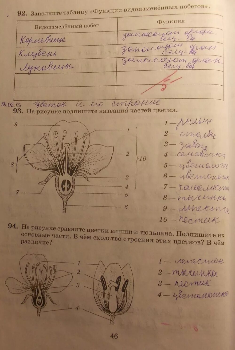 Задание по биологии 6 класс строение цветка. Рабочая тетрадь по биологии 6 класс пасечник цветок. цветок 6 класс биология пасечник. заполните таблицу функции видоизменённых побегов.