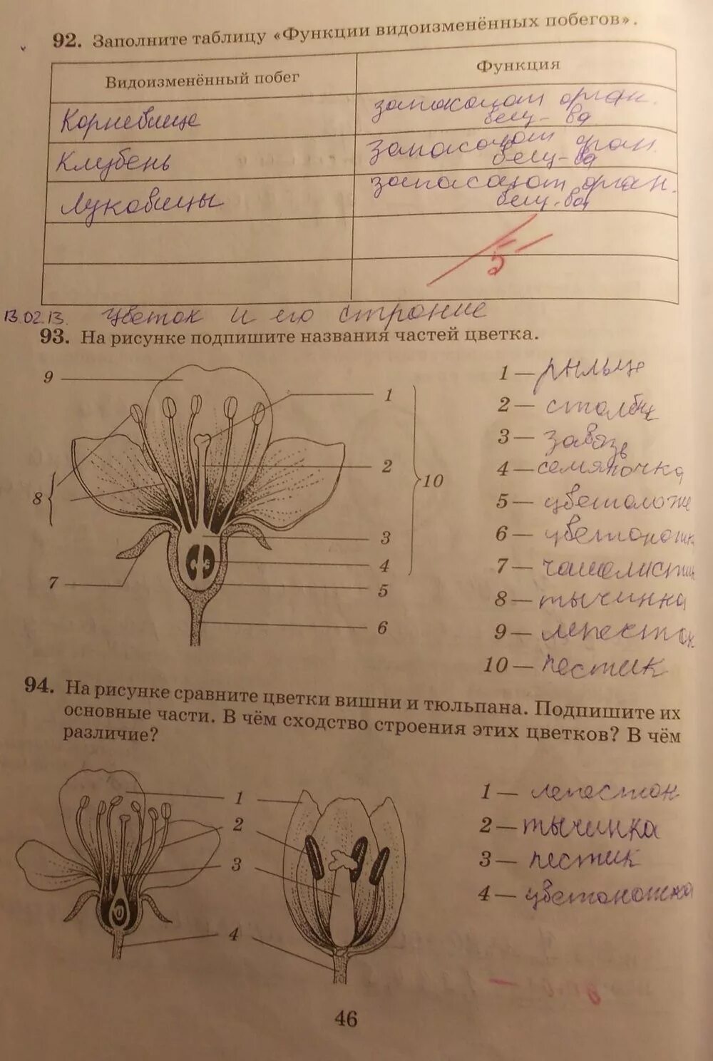 Биология 6 класс рабочая тетрадь 18 параграф. Рабочая тетрадь по биологии 6 класс Пасечник цветок. Цветок 6 класс биология Пасечник. Заполните таблицу функции видоизменённых побегов.