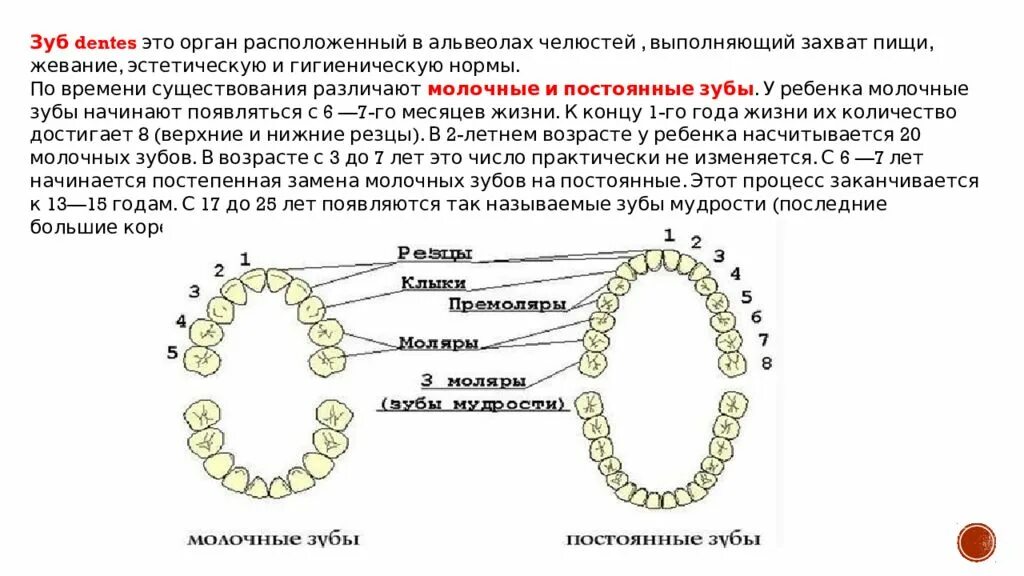 Связь зубов с органами. Связь зубов с органами схема. С какими органами связаны зубы. Соотношение зуба и органа. Взаимосвязь зубов и внутренних органов.