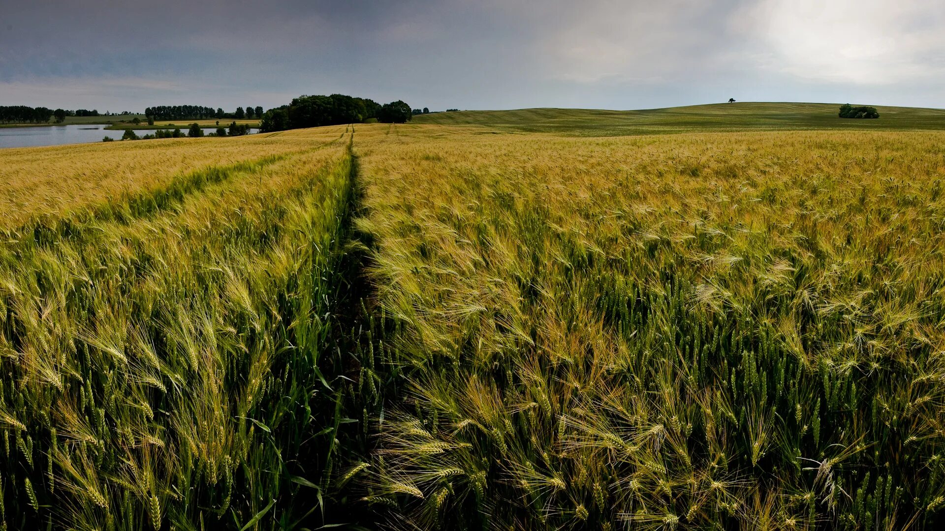 коротко рождение хлеба схема. хлебо будочные изделия. презентация про хлеб для детей. красивые хлебобулочные изделия. схема земля пшеница.