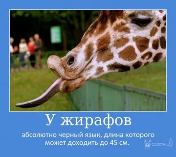 Необычные факты о животных