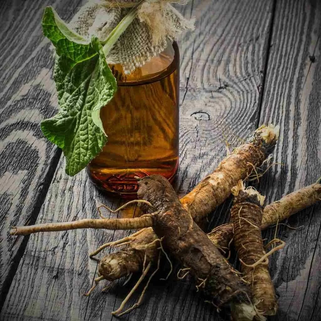 Как сделать лопух. Burdock. Лопух корень. Корень лопуха Бурдок. Корень репейника.